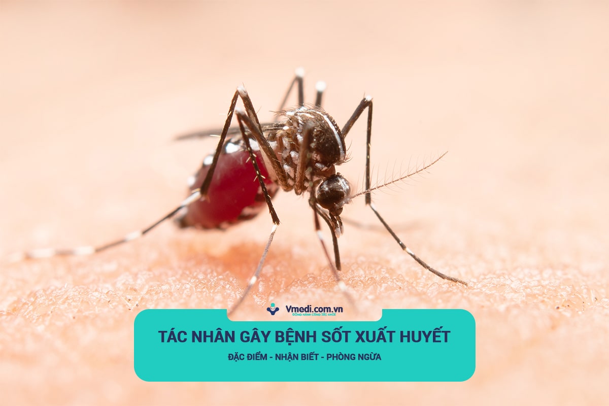 tac-nhan-gay-benh-sot-xuat-huyet