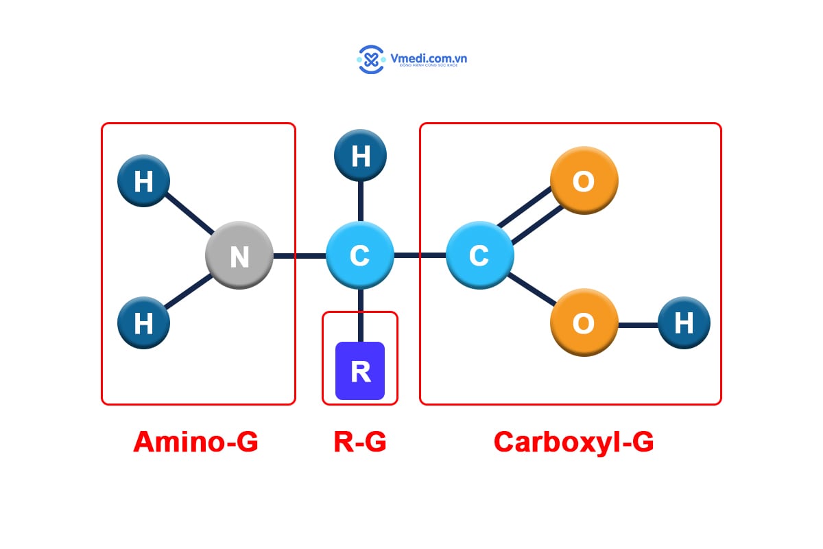 cong-thuc-amino-acid